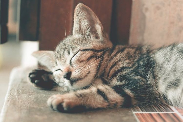 Les 5 meilleures vidéos de chat vues sur TikTok : impossible de ne pas sourire ! | So Busy Girls