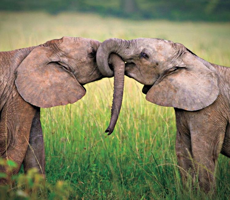 Bisou d'éléphant | So Busy Girls