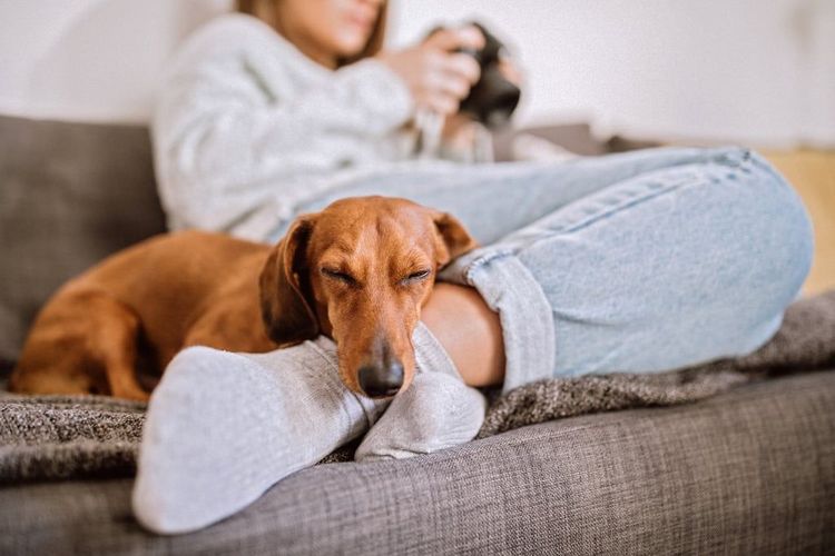 Avoir un chien : bienfaits sur la santé