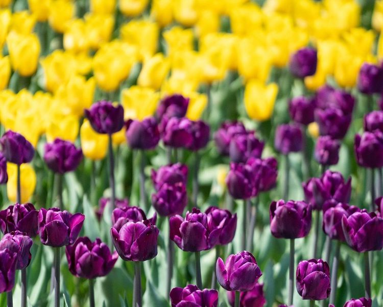 10 choses que vous ne saviez pas sur les tulipes | So Busy Girls