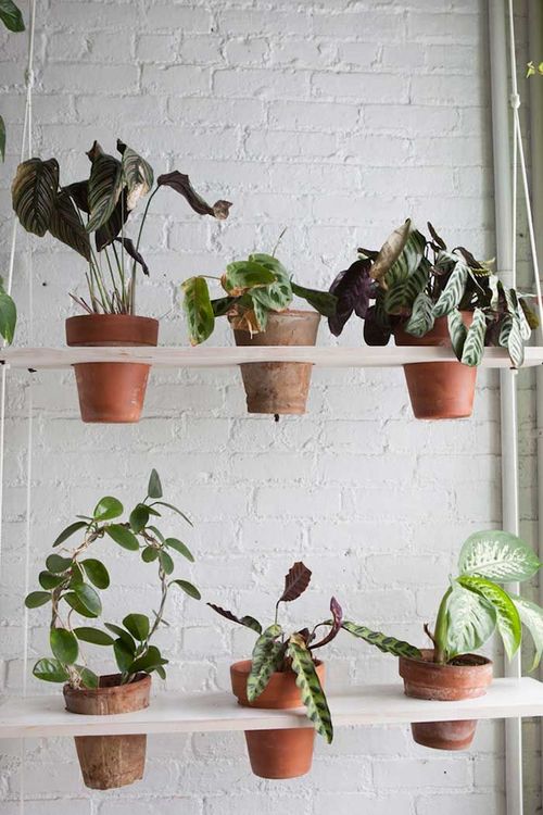 Cette jeune femme a planté plus de 500 plantes dans son appartement new-yorkais et l'a transformé en vrai jungle d'intérieur | So Busy Girls