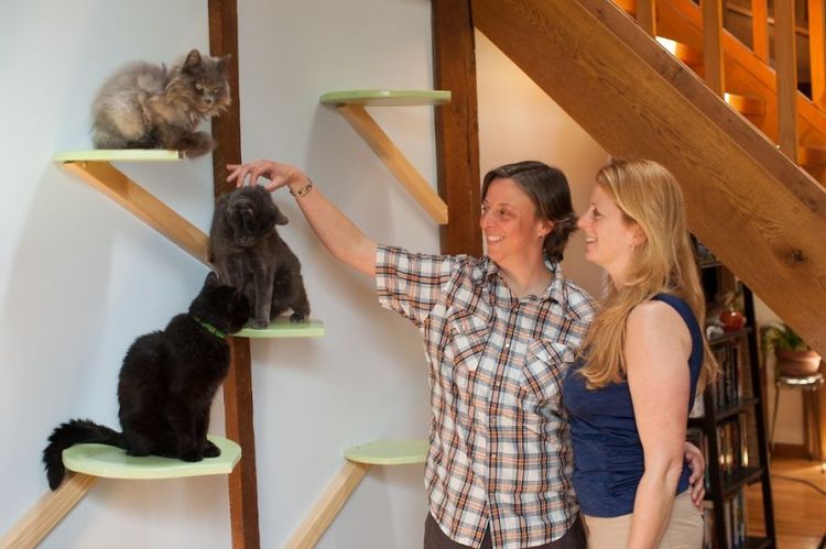 Il transforme une maison pour faire le bonheur de 7 chats | So Busy Girls