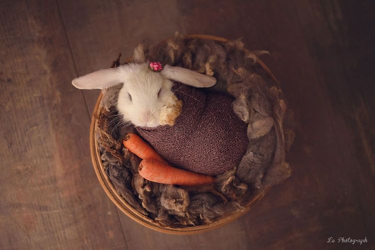 Ce bébé lapin est tellement mignon que vous allez avoir envie de lui faire un câlin | So Busy Girls