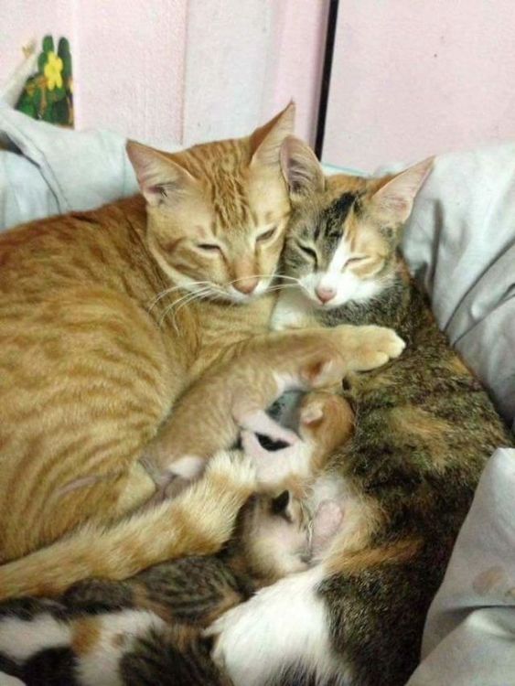 Papa chat soutient cette maman chatte qui accouche et l'inonde de câlins | So Busy Girls