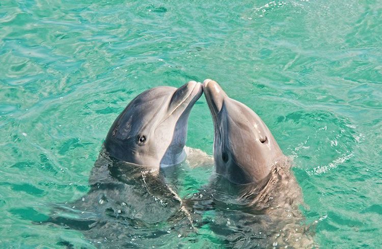 Même les dauphins se câlinent ! | So Busy Girls