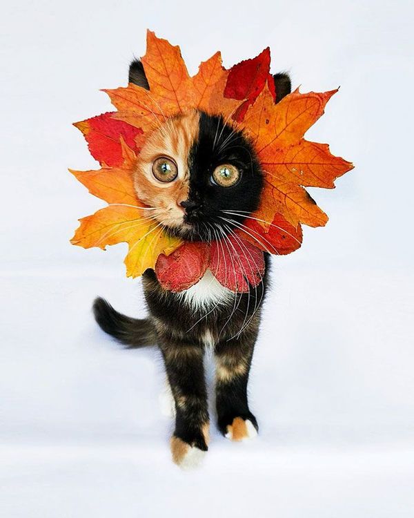 Voici Yana, l'adorable chatte aux deux visages qui va vous faire craquer ! | So Busy Girls