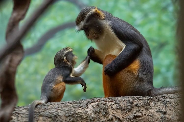 17 animaux adorables qui pourront toujours compter sur l'amour de leur mère | So Busy Girls