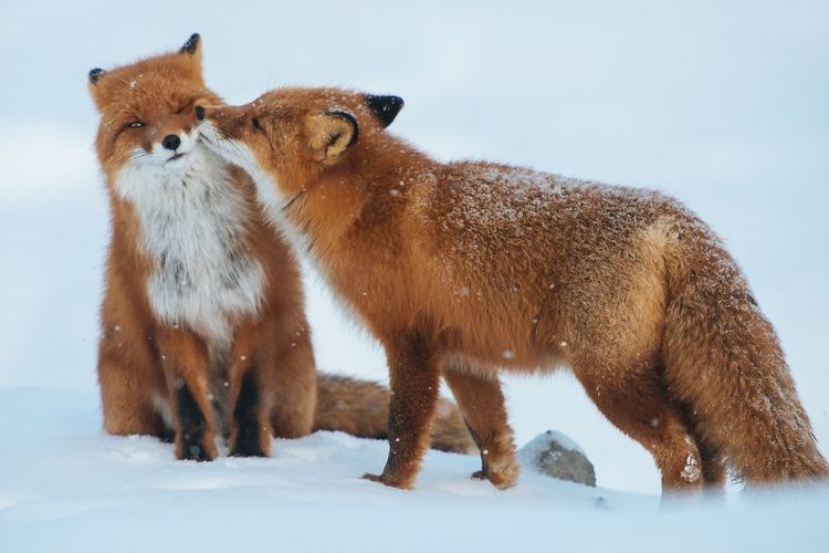 Des renards qui s'embrassent | So Busy Girls