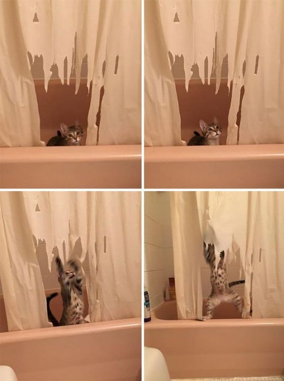 16 moments où des gens ont laissé leur animal seul, mais l'ont très vite regretté | So Busy Girls