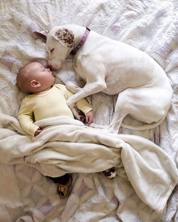 Ce bébé de 8 mois et cette chienne adorent faire la sieste ensemble... et ils sont trop mignons ! | So Busy Girls