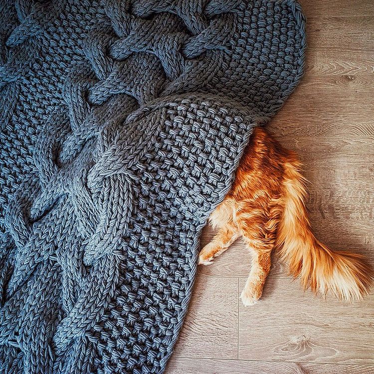 Découvrez Ginger, le chat roux tellement magnifique qu'il a son photographe personnel | So Busy Girls