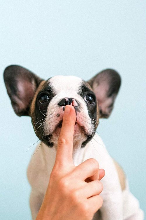 chien-se-taire