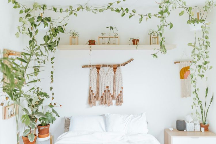 Les meilleures plantes pour la chambre