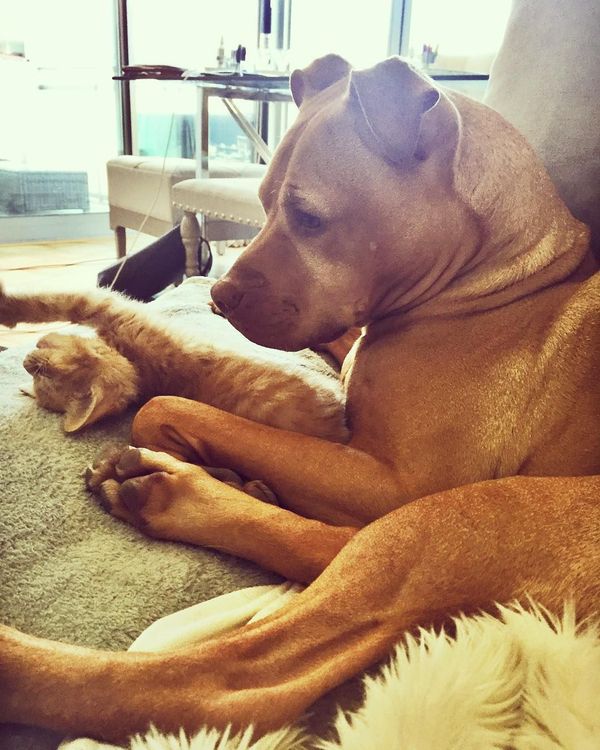 Cette chienne se prend pour la maman du chaton, et ces 2 là sont devenus inséparables ! | So Busy Girls