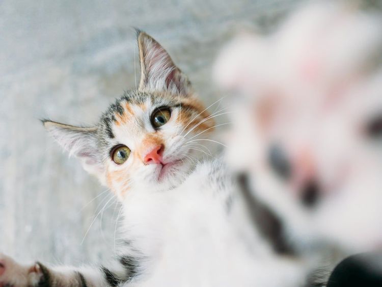 18 photos de chats tellement adorables que vous ne pourrez pas vous empêcher de sourire | So Busy Girls