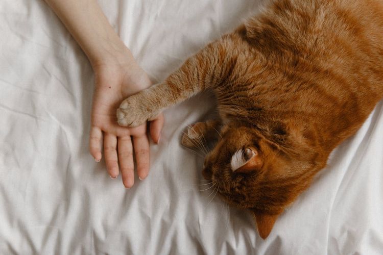 Discuter avec son chat : signification