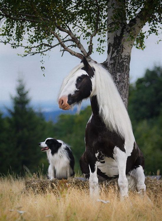 18 animaux qui se ressemblent comme 2 gouttes d'eau ! | So Busy Girls