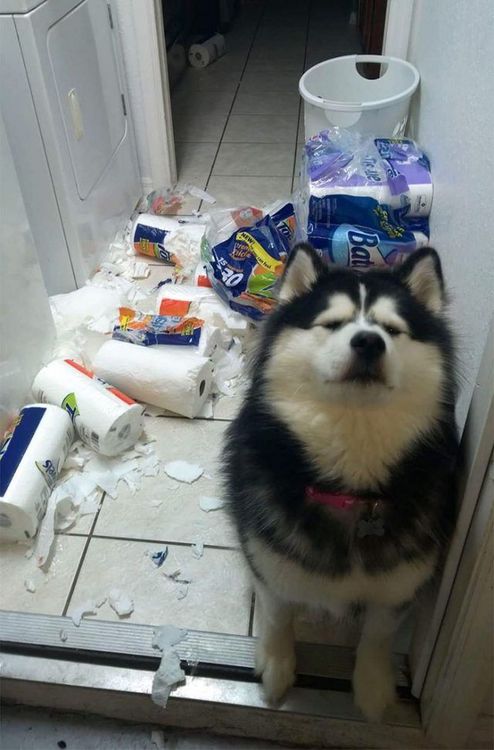 16 moments où des gens ont laissé leur animal seul, mais l'ont très vite regretté | So Busy Girls