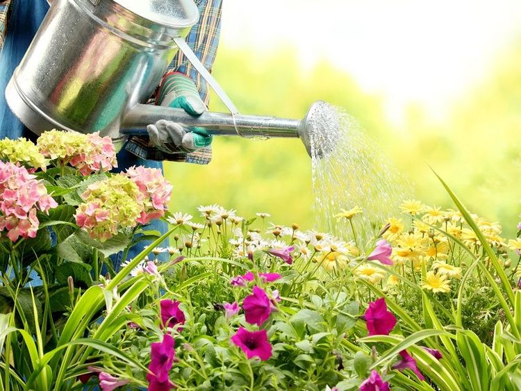 Quelles fleurs planter pour avoir un jardin coloré ? | So Busy Girls
