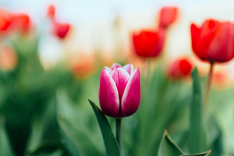 Horoscope dimanche 9 août 2026 pour chaque signe astrologique : voici ce que les astres vous réservent aujourd’hui | So Busy Girls