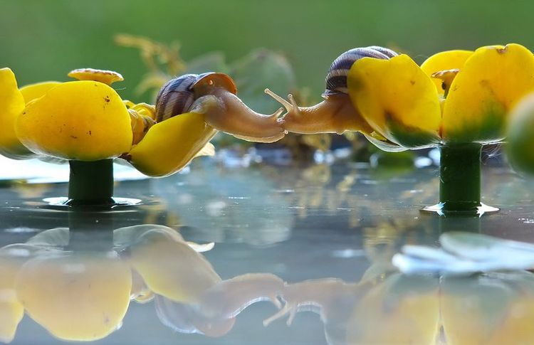 2 escargots qui s'embrassent | So Busy Girls