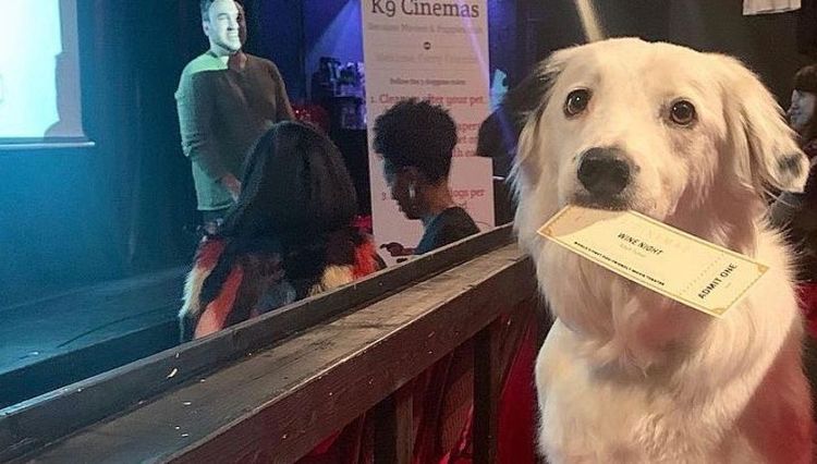 Emmener son chien au cinéma : salles spécialisées