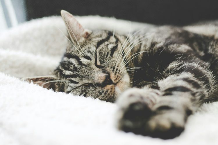 Comment profiter de la synchronisation du sommeil ?