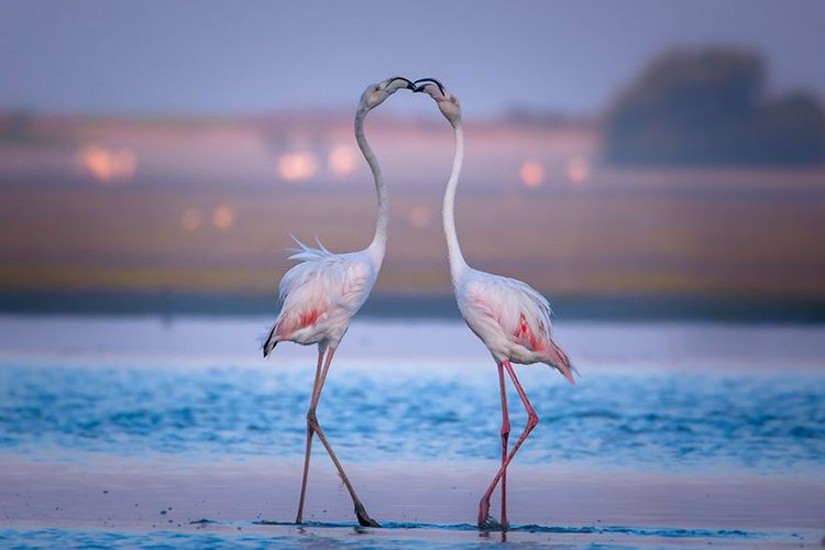 Magnifique baiser de flamants roses | So Busy Girls