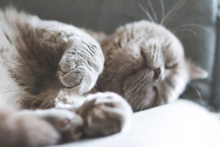 18 photos de chats tellement adorables que vous ne pourrez pas vous empêcher de sourire | So Busy Girls