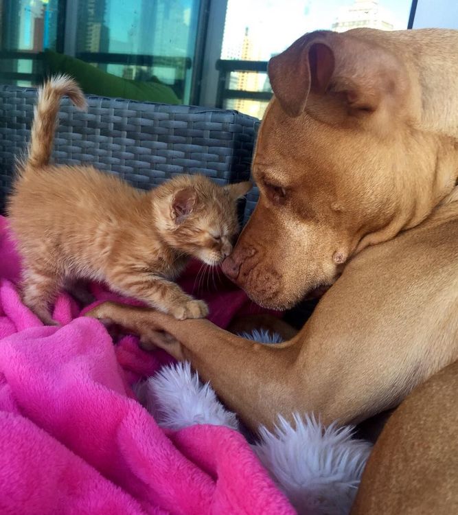 Cette chienne se prend pour la maman du chaton, et ces 2 là sont devenus inséparables ! | So Busy Girls