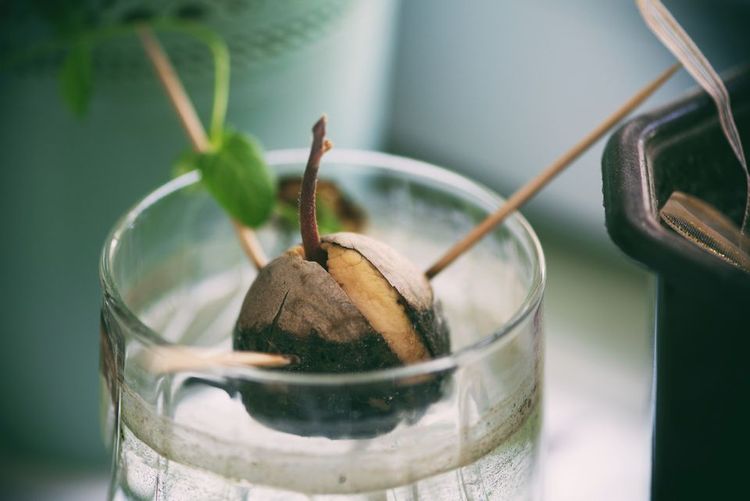 faire-pousser-avocatier-noyau-avocat-verre-eau
