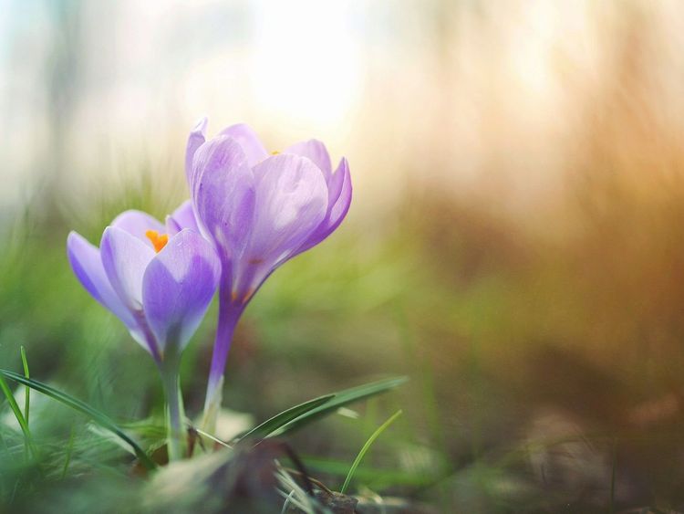 10 sorties et activités parfaites pour le printemps !
