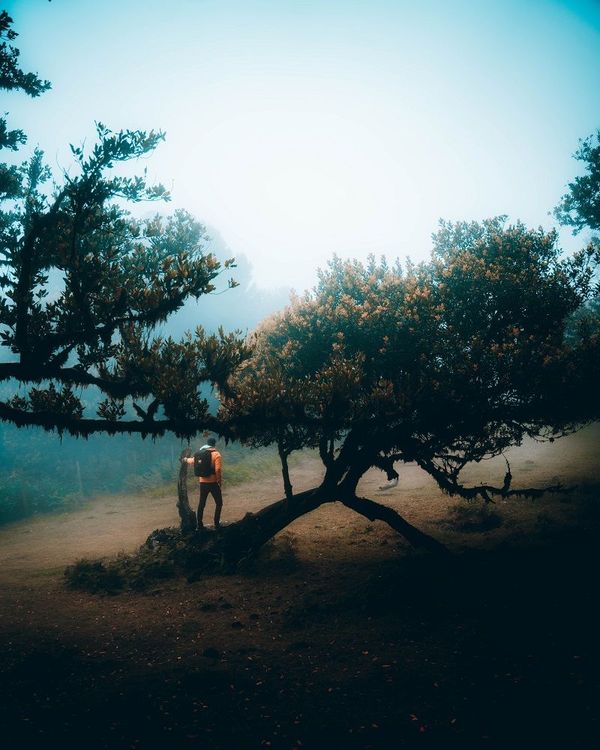 foret-arbre-homme