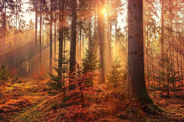 foret-automne
