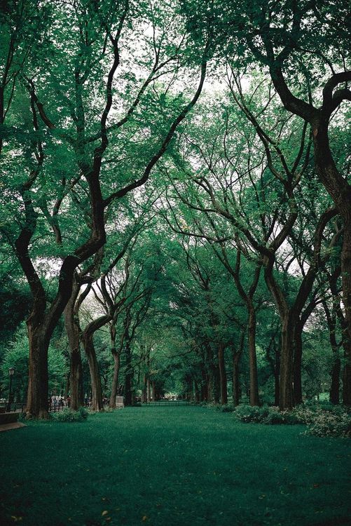 foret-nature
