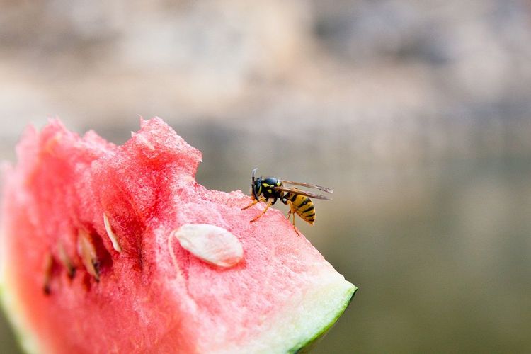 Pourquoi il ne faut pas tuer les gu&ecirc;pes ?