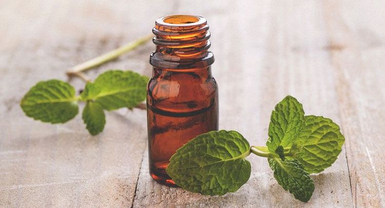 huile-essentielle-poivree-repulsif-naturel-contre-araignees