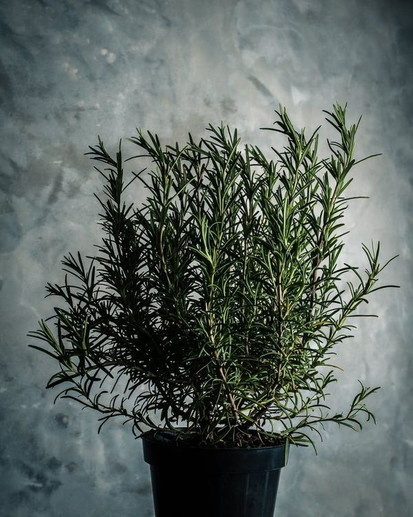 huile-essentielle-romarin