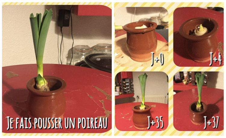 DIY : je fais pousser un poireau... dans ma cuisine ! | So Busy Girls