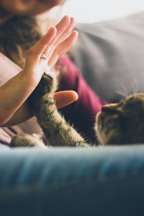 jouer-avec-son-chaton