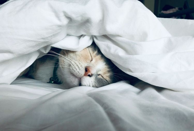 Faire la grasse matinée : les bienfaits