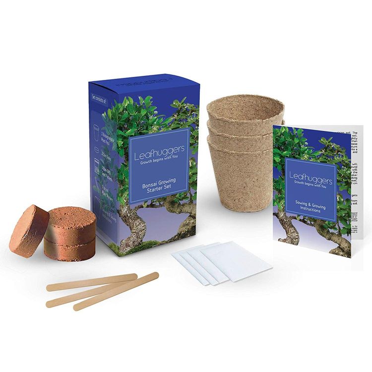 kit-bonsai-pret-a-planter