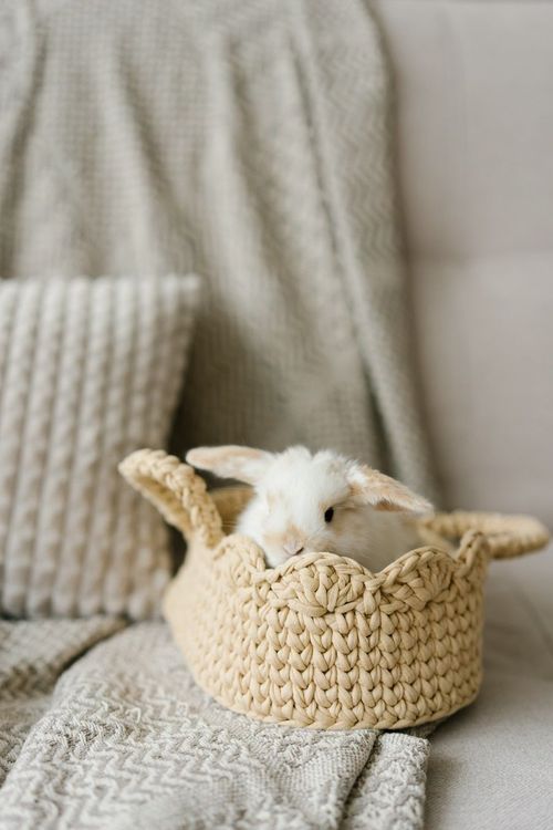 lapin-blanc-panier