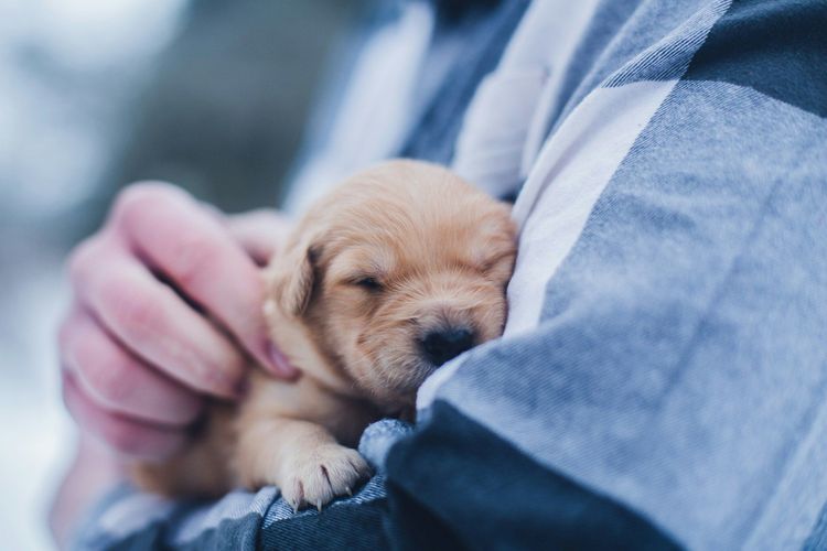 Des chiens de thérapie font des câlins aux voyageurs à l'aéroport d'Istanbul