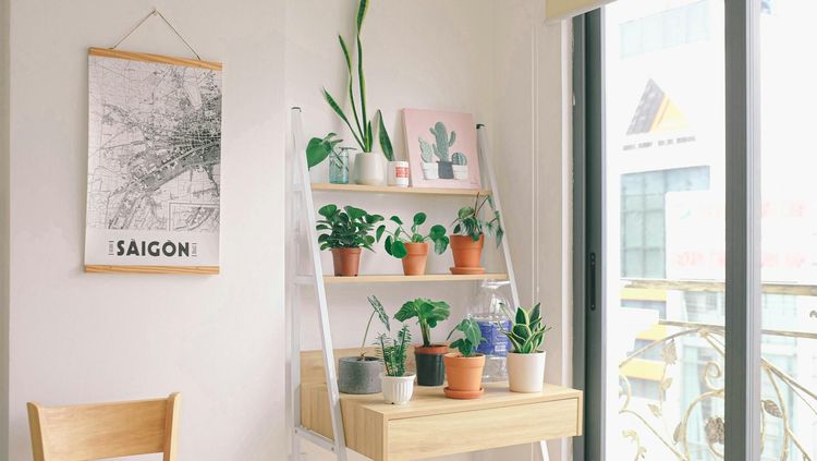 Comment repousser les moustiques naturellement ?