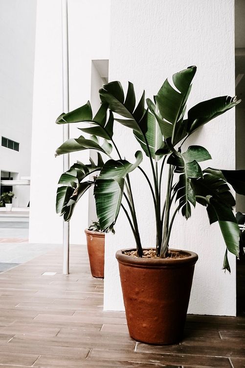 plante-verte-en-pot