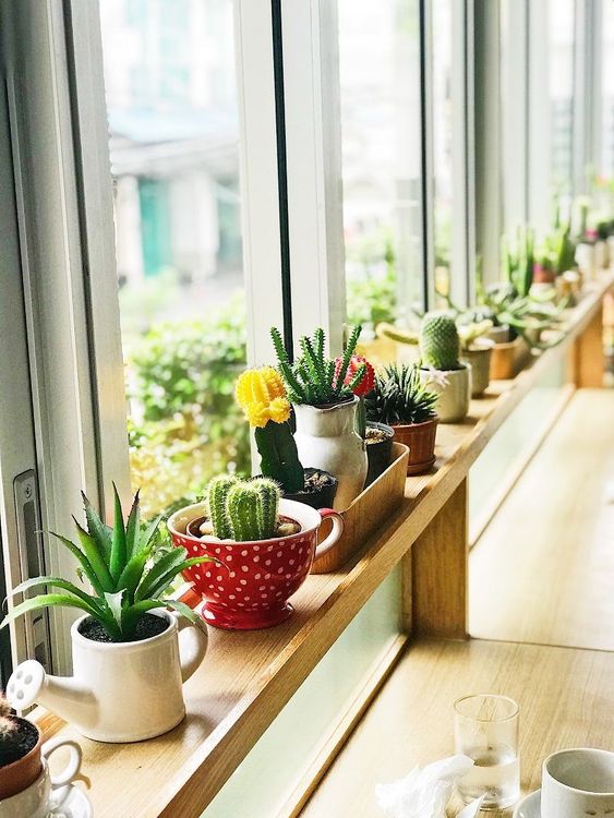 plantes-vertes-et-cactus-etageres
