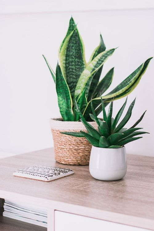plantes-vertes-feuilles-en-pot