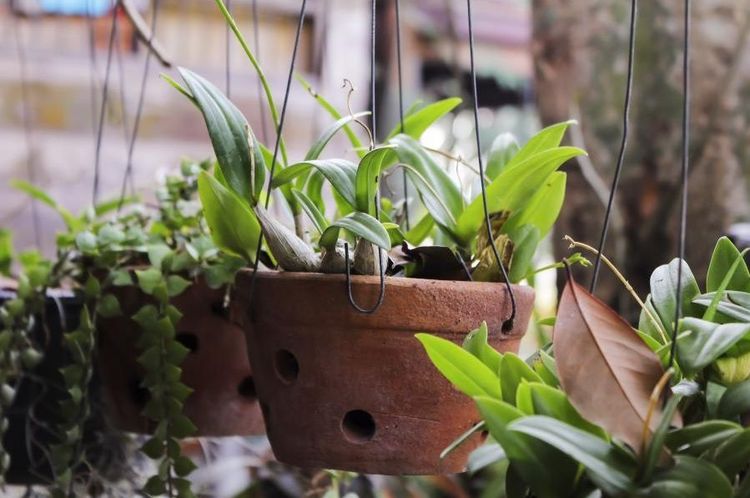 plantes-vertes-relaxantes