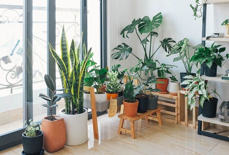 Comment garder ses plantes en vie pendant les vacances ? Les conseils.